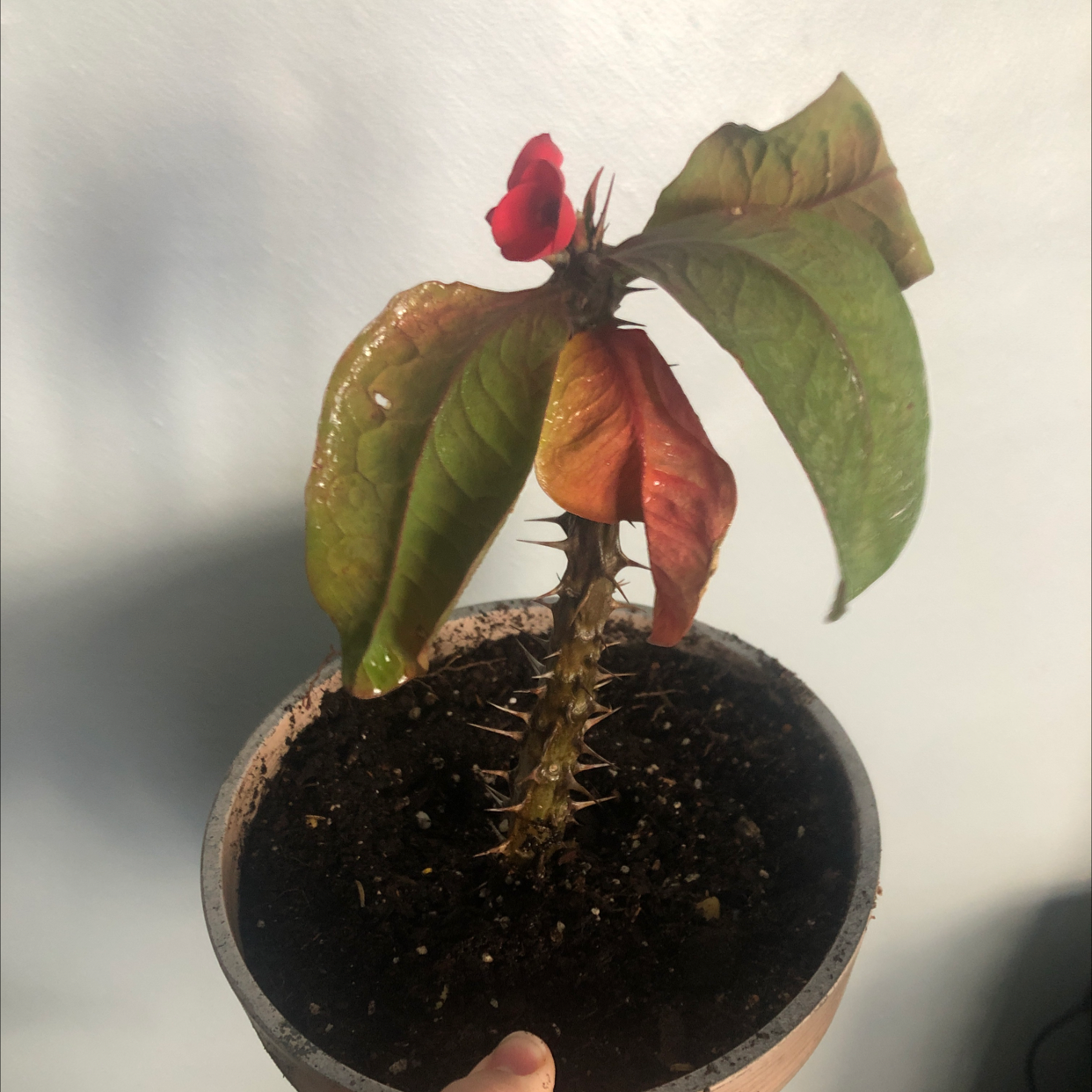 Crown of Thorns plant with glossy green leaves and red flower, held in a hand above dark moist soil, against plain background.