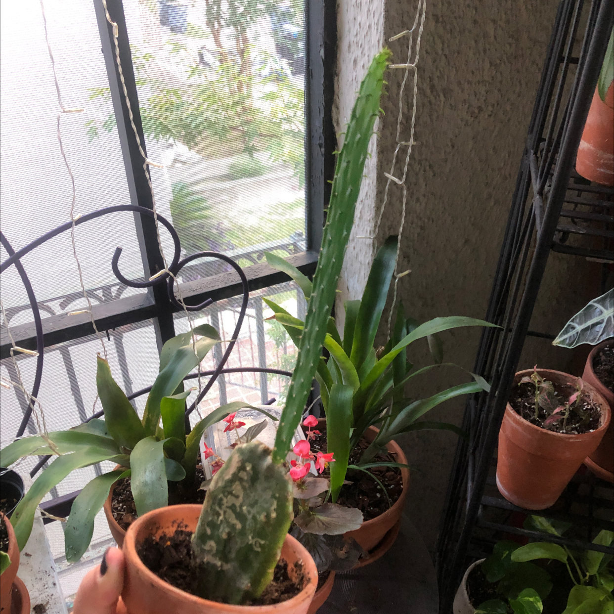 Smooth Prickly Pear plant with a tall green stem and discolored lower section, indoors near a window.