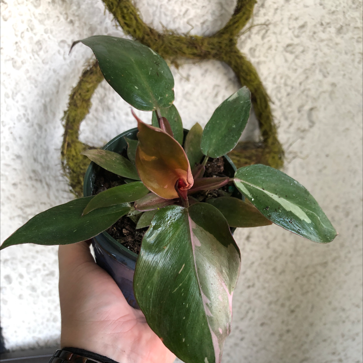 Pink Princess Philodendron plant with variegated leaves held by a hand.