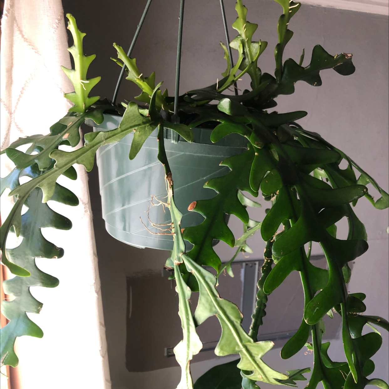 Fishbone Cactus in a hanging pot with vibrant green leaves.