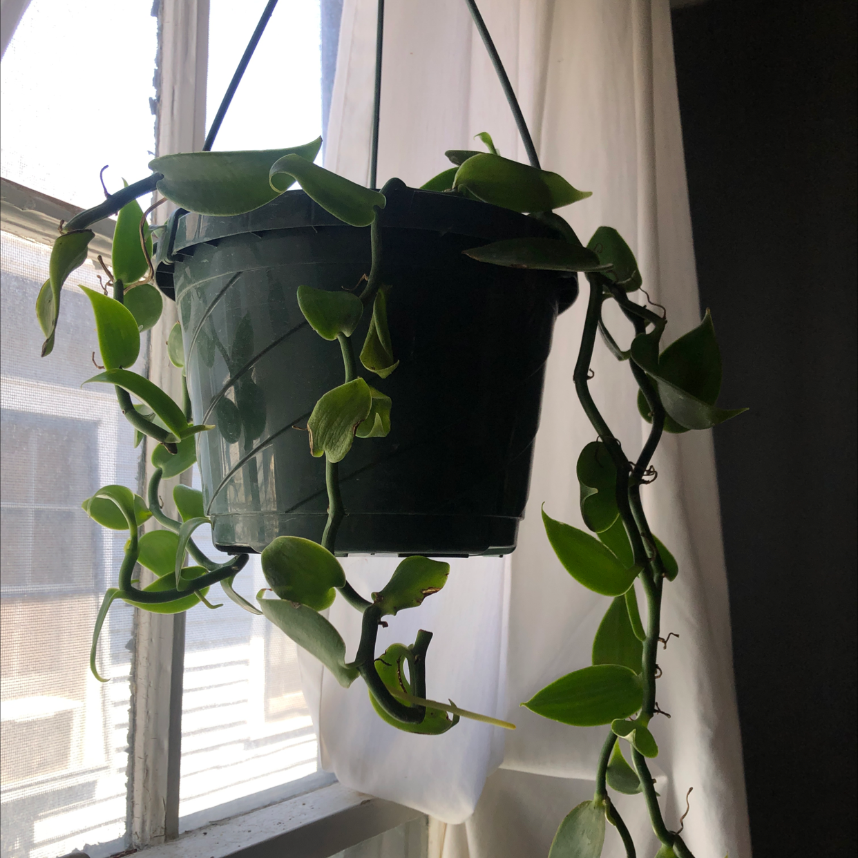 Hanging potted Flat Leafed Vanilla plant with trailing vines and flat green leaves.