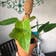 Calculate water needs of Philodendron 'Painted Lady'