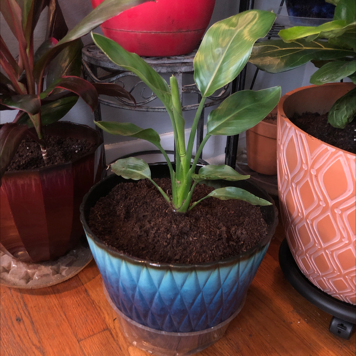Bird of Paradise plant in a blue pot with visible soil, surrounded by other potted plants.