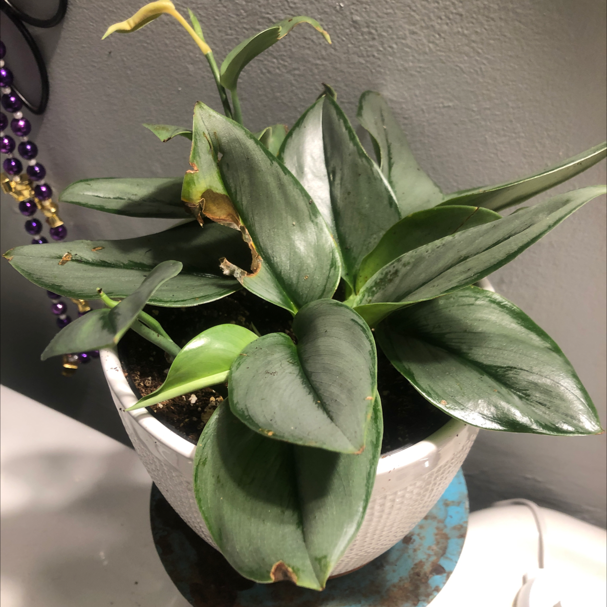 Scindapsus treubii 'Moonlight' plant in a white pot with some browning leaf tips.