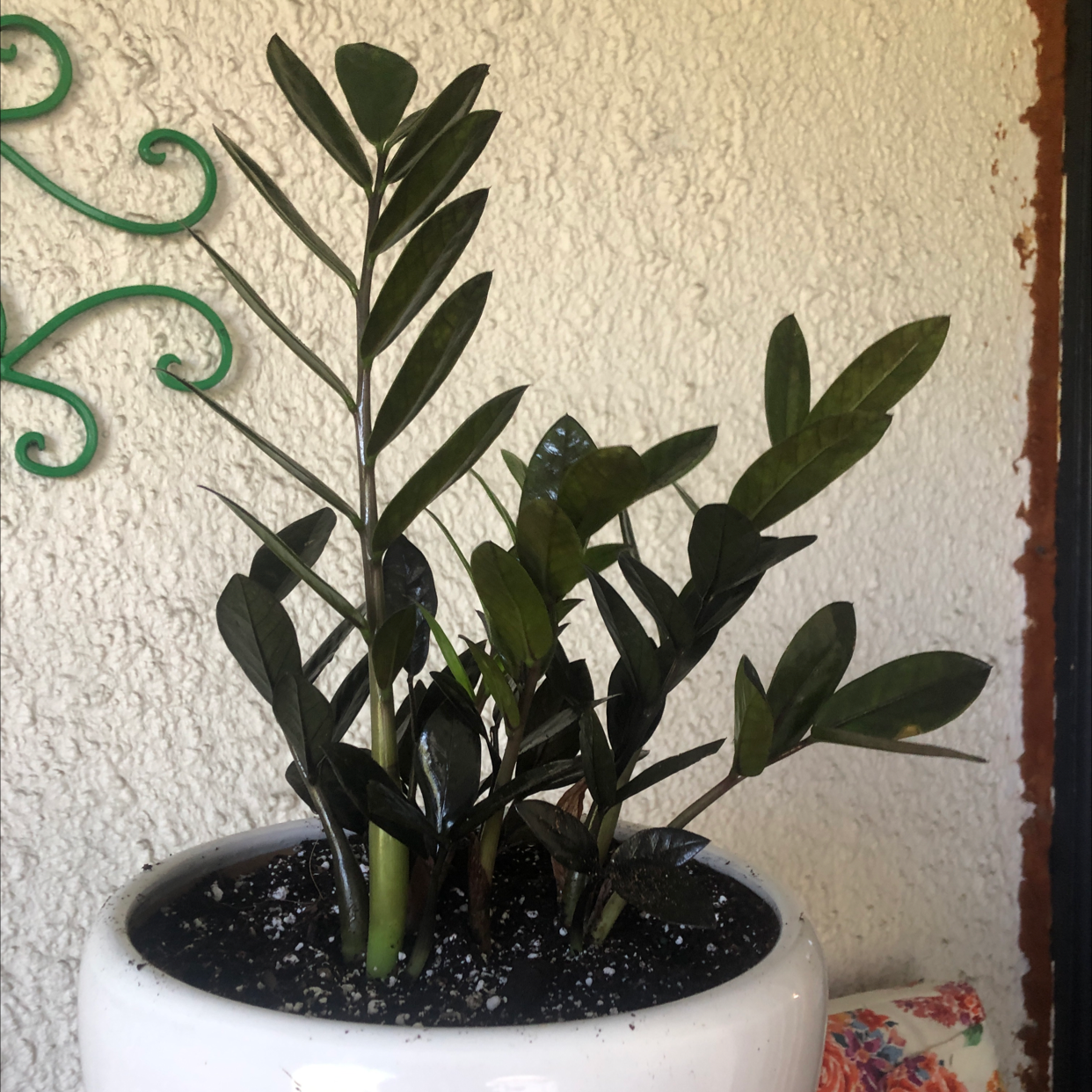 Raven ZZ Plant in a white pot with visible soil, healthy dark green leaves.