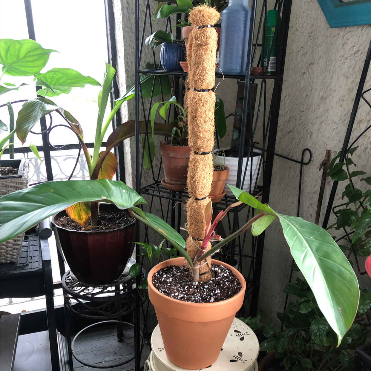 Philodendron 'Florida Beauty' plant in a terracotta pot with a moss pole, healthy green leaves.