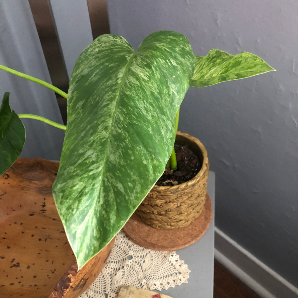 Potted Elephant Ear Philodendron with large, marbled green leaves.
