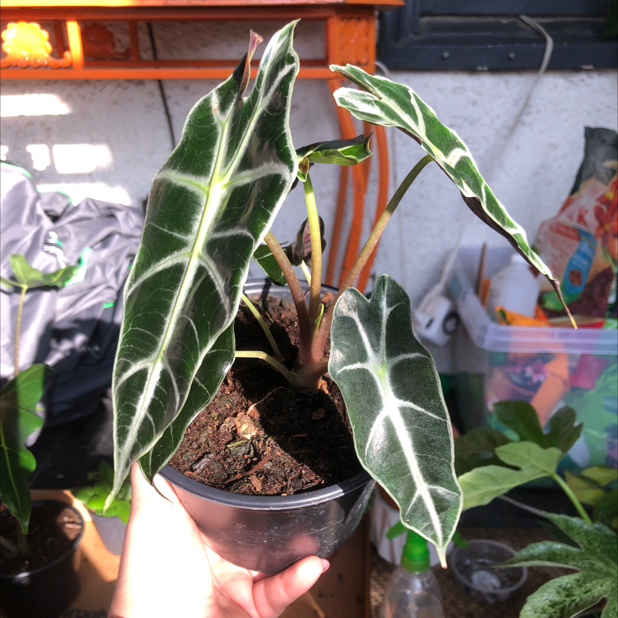Kris Plant with dark green leaves and white veins in a pot, held by a hand.