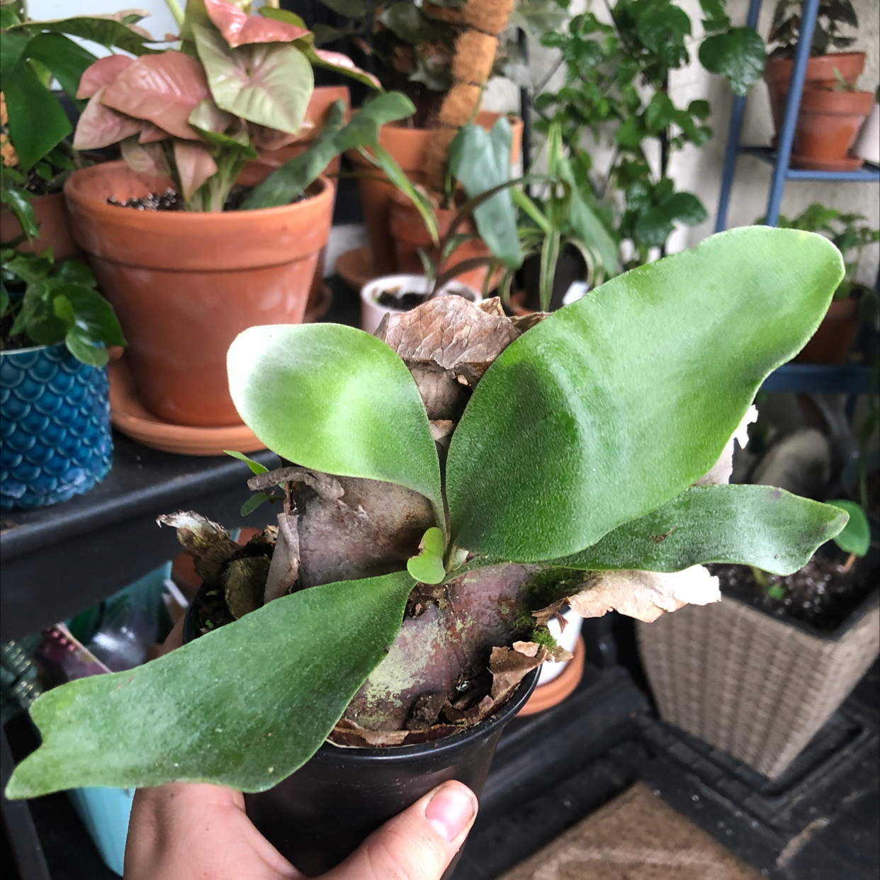 Elkhorn Fern in a small pot, held by a hand, with other plants in the background.