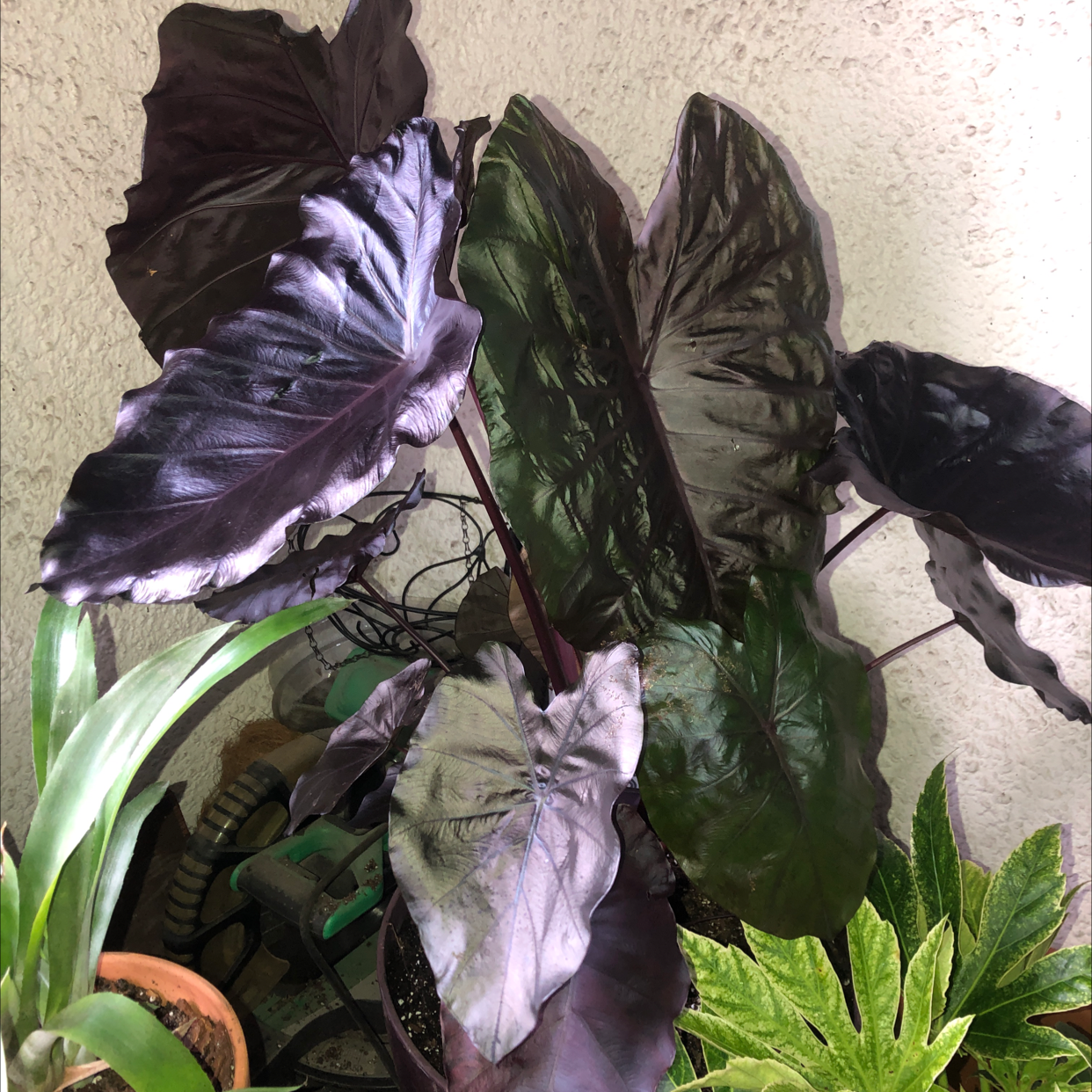 Plant care for European Pear 'Garden Pearl' on Greg, the plant care app