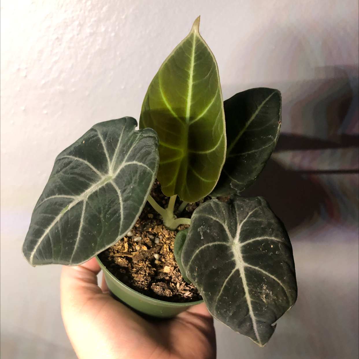 Black Velvet Alocasia plant with dark green leaves and visible soil in a small pot.