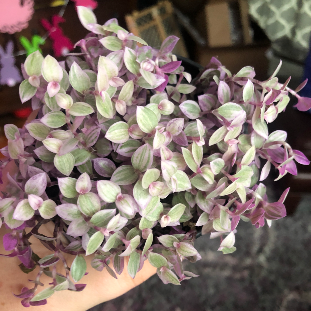 Closeup of a healthy, variegated Creeping Inch Plant with cascading stems and colorful leaves in shades of green, purple, and pink.
