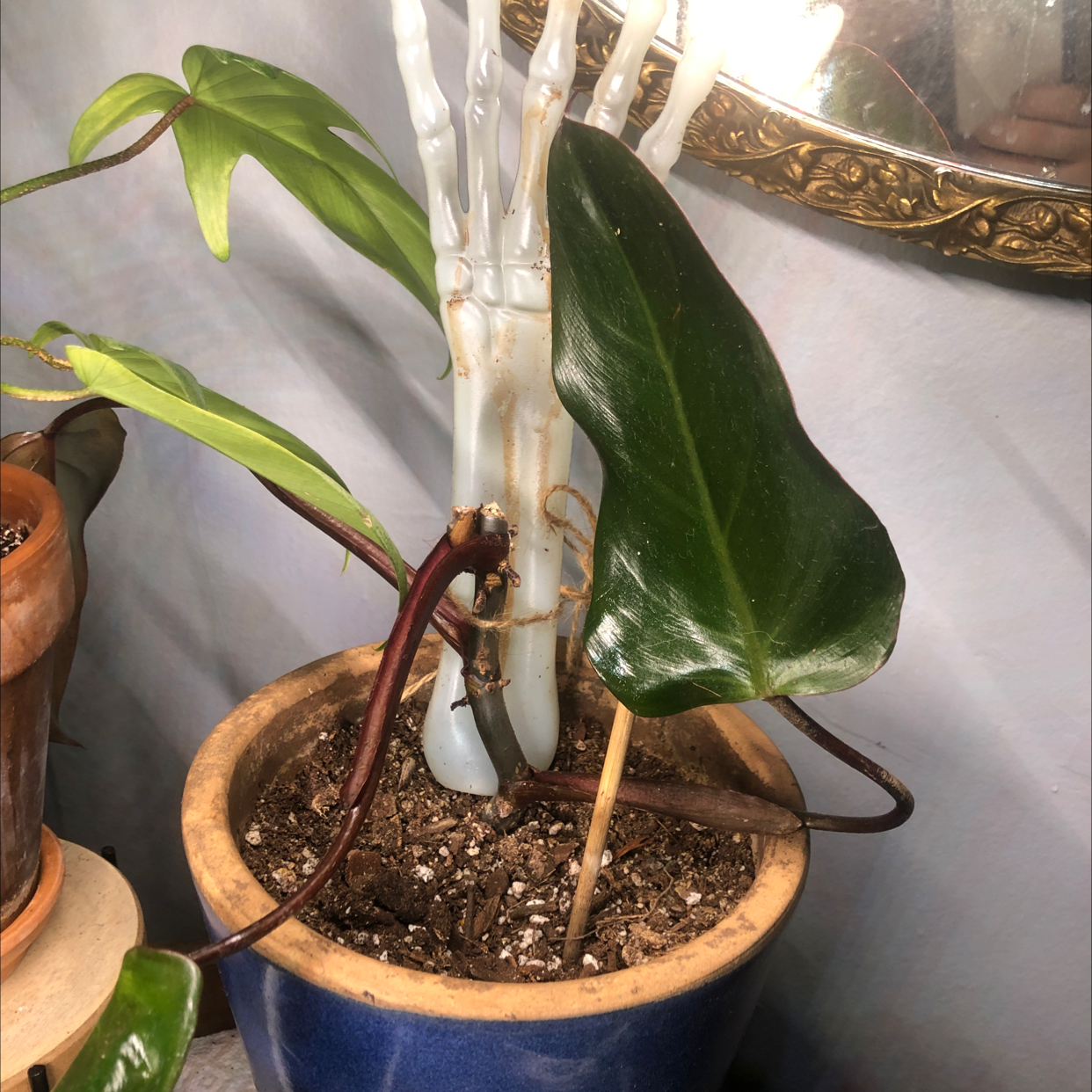 Philodendron Dark Lord plant in a blue pot with some yellowing and browning leaves.
