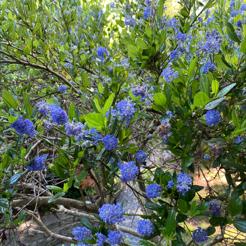 Photo of the plant species Deer Brush by Karen named Your plant on Greg, the plant care app