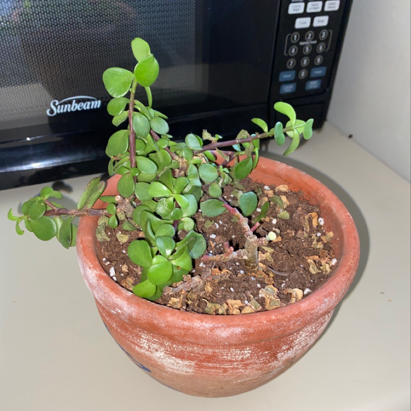 Elephant Bush (Portulacaria afra) in a terracotta pot with visible soil.