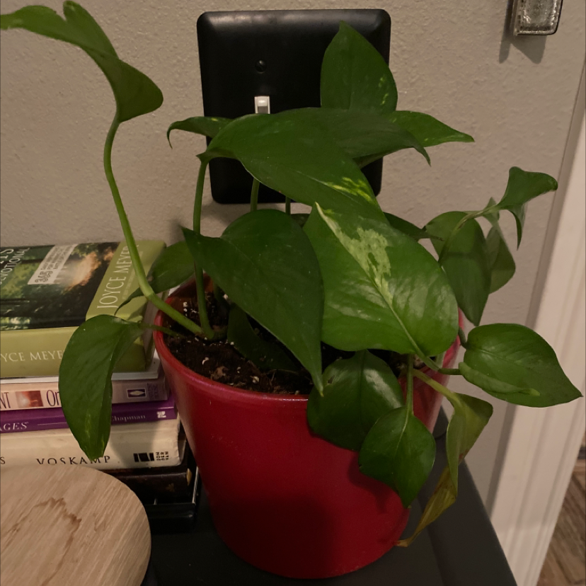 Taro Vine plant photo by Brandi named Hamilton on Greg, the plant care app.