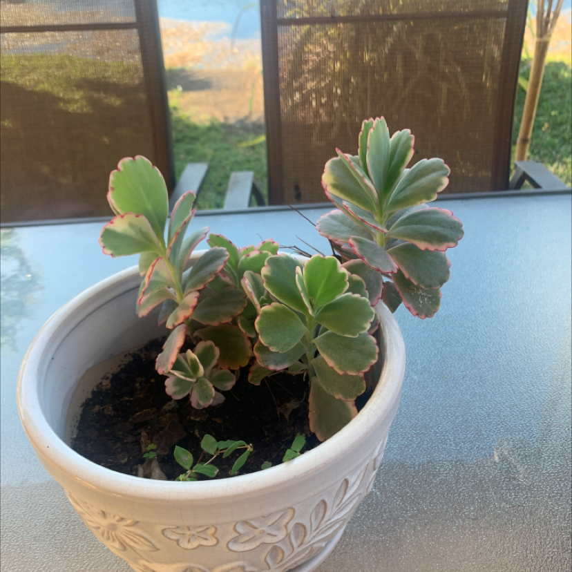 Potted Lavender Scallops plant with scalloped leaves and reddish edges on an outdoor table.