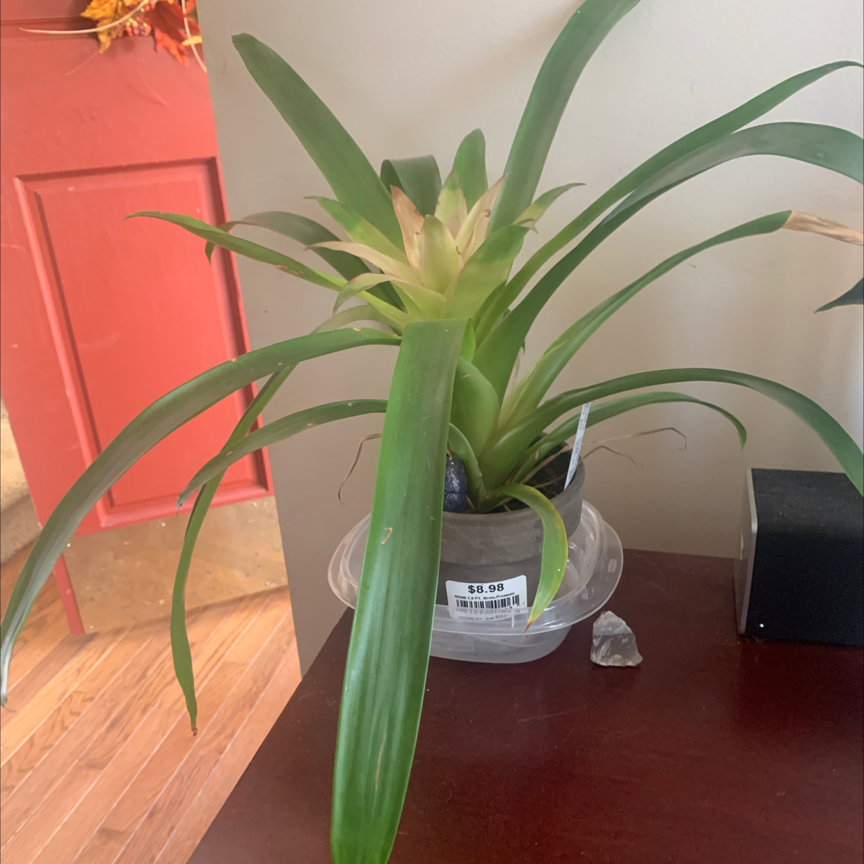 Healthy green Tillandsia tufted airplant in clear container on wood surface with red wall in background.