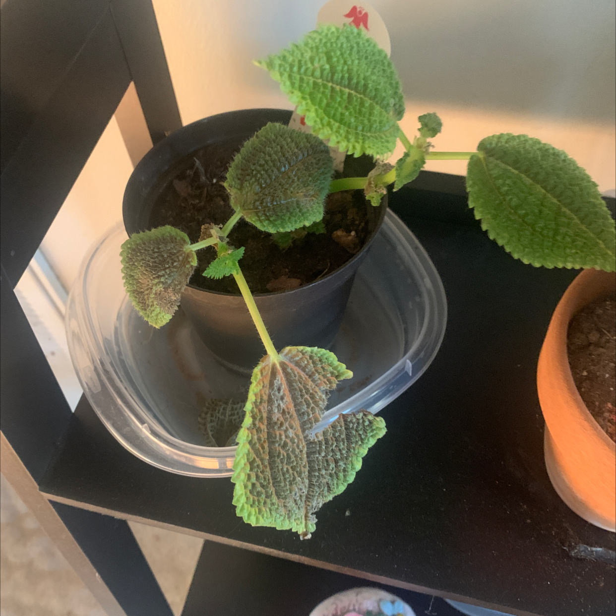Pilea mollis plant in a black pot with some browning leaves, placed on a shelf.