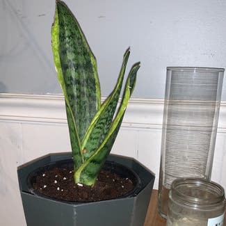 Snake Plant plant in Newburgh, Indiana