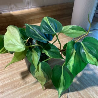 Philodendron 'Brasil' plant in Newburgh, Indiana
