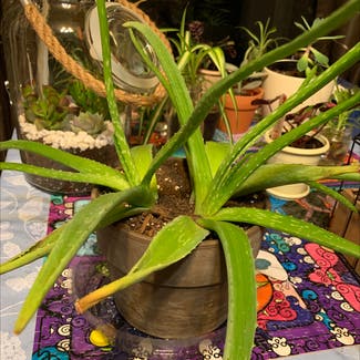 Aloe vera plant in Newburgh, Indiana