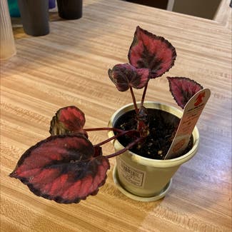 Rex Begonia plant in Newburgh, Indiana