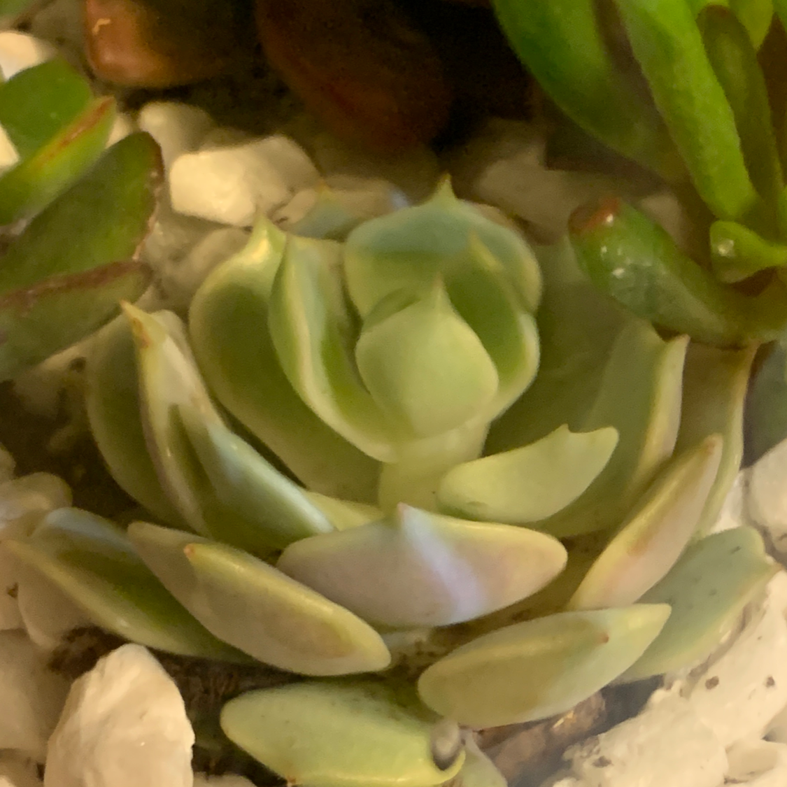 A healthy succulent plant with green rosette leaves surrounded by white pebbles.