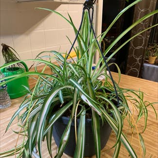 Spider Plant plant in Newburgh, Indiana