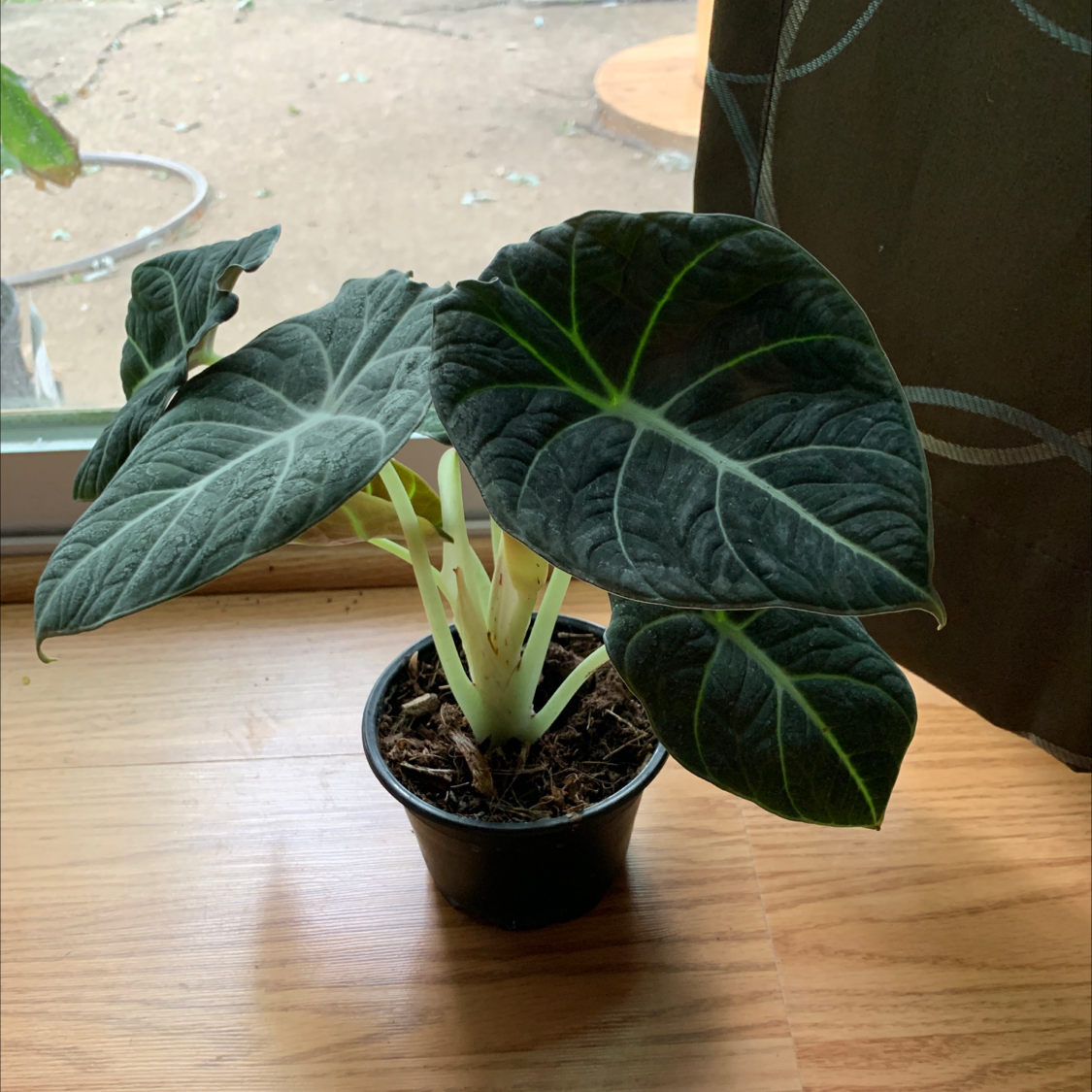 Photo of the plant species Green Velvet Alocasia by @Plantyauntie named Abraxos on Greg, the plant care app