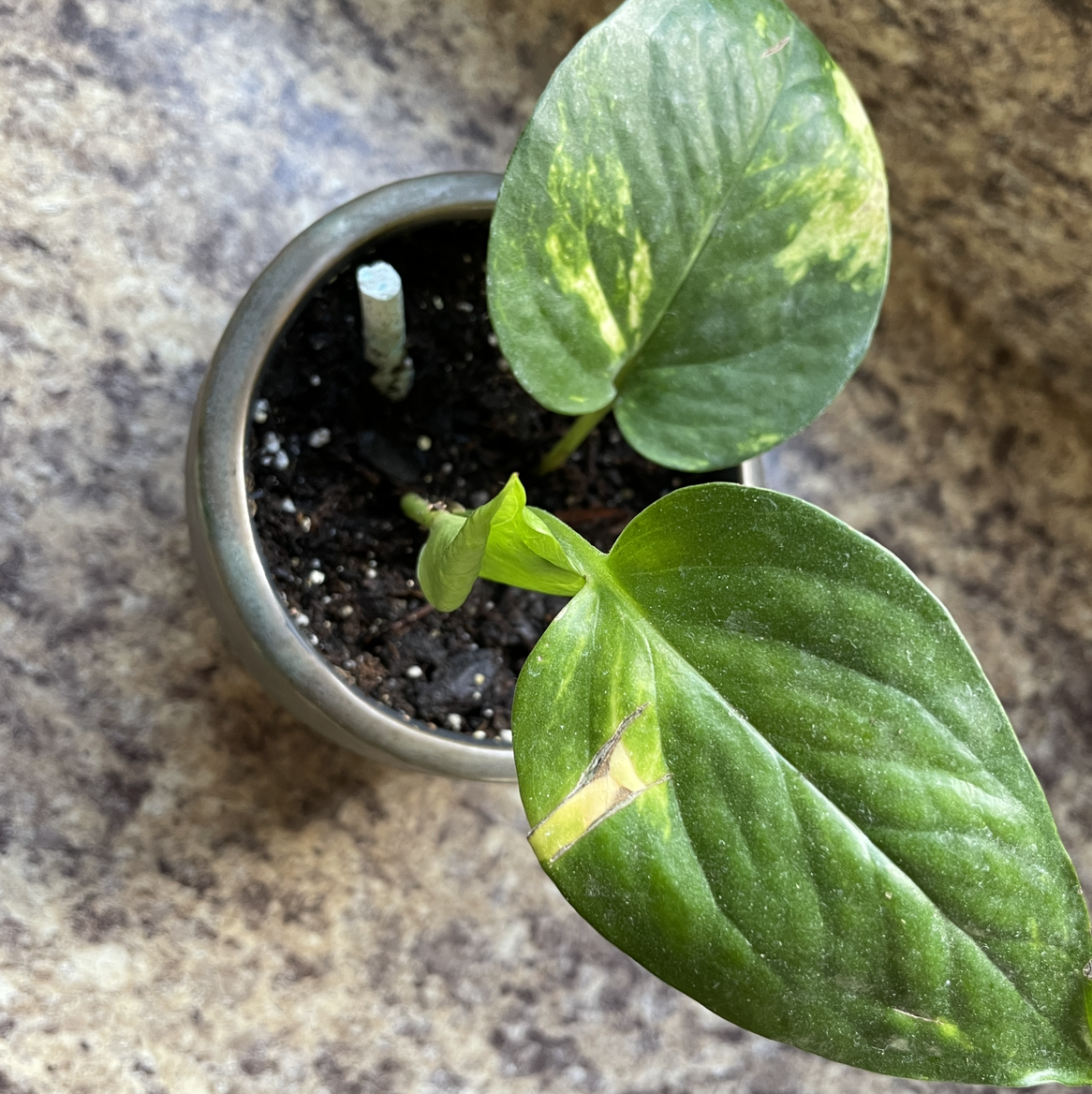 Taro Vine plant photo by @am3berg named Goldy McPothos on Greg, the plant care app.