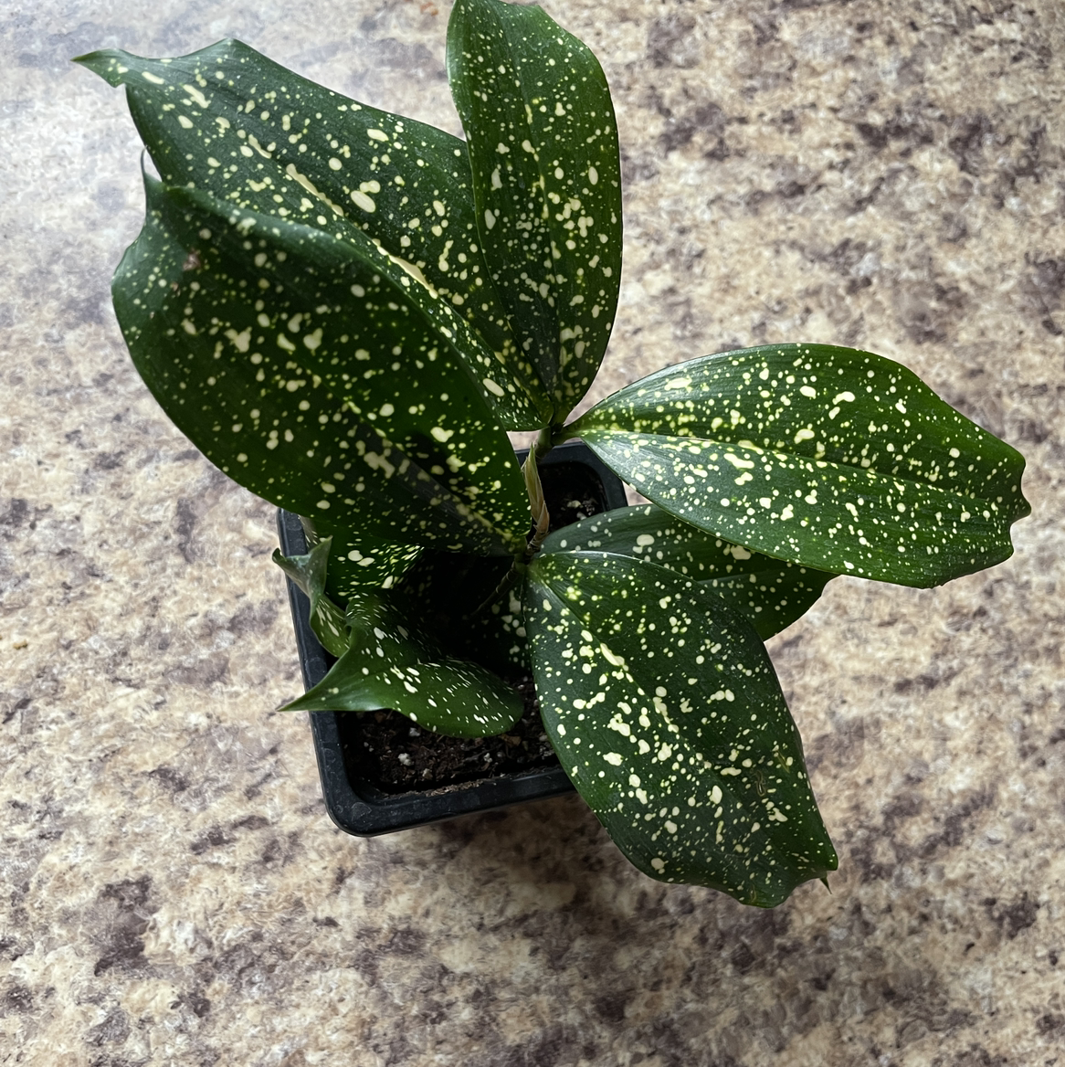 Photo of the plant species Gold Dust Dracaena by @am3berg named Fleetwood Mac on Greg, the plant care app