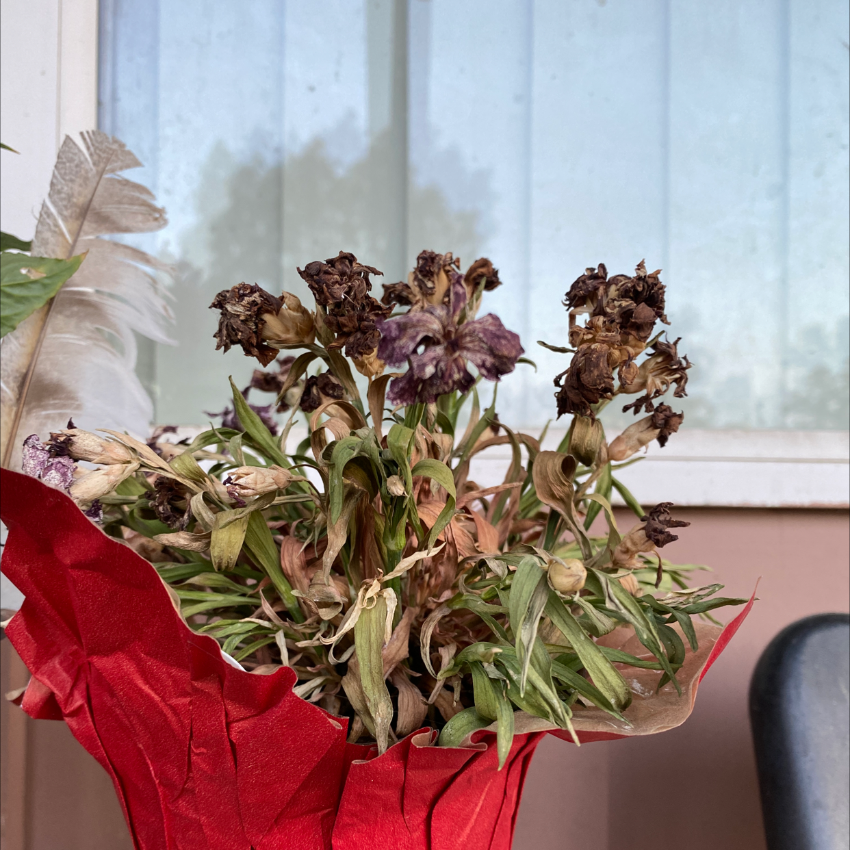 Border Carnation plant with significant browning and wilting of flowers and leaves.