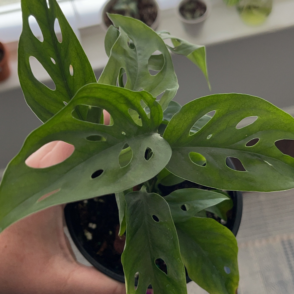 Monstera adansonii 'Laniata' plant with perforated leaves, held by a hand.