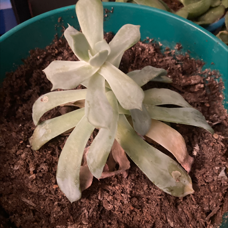 Echeveria 'Tippy' succulent in a pot with visible soil and some leaf discoloration.