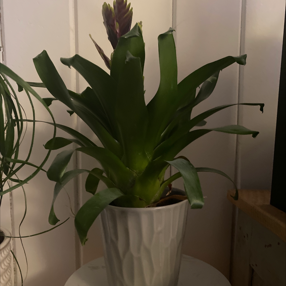 Flaming Sword Bromeliad in a pot, healthy with visible flower.