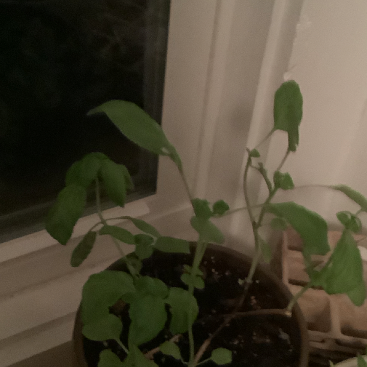 Photo of the plant species Wild Basil by Robyn named Walt on Greg, the plant care app