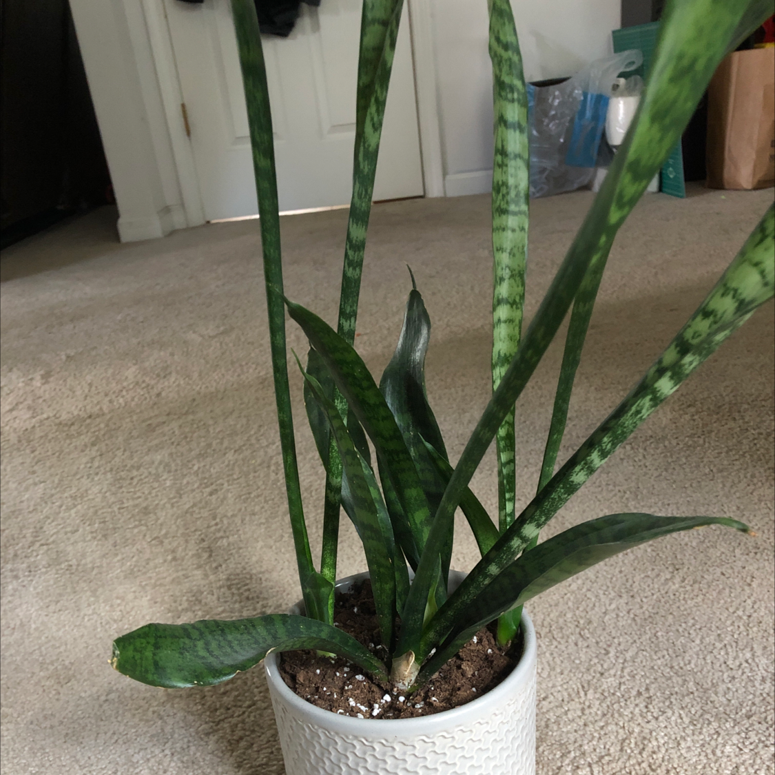 Snake Plant plant photo by @Flwrchild named Voldy on Greg, the plant care app.