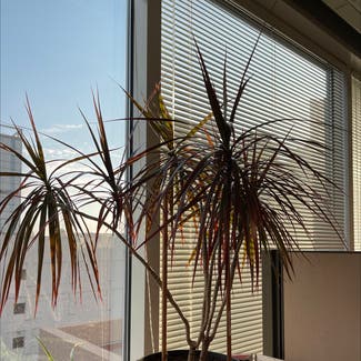 Dragon Tree plant in Phoenix, Arizona