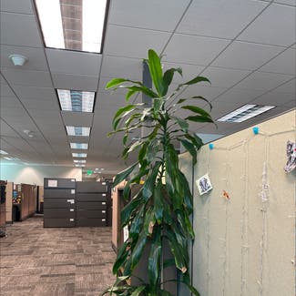 Cornstalk Dracaena plant in Phoenix, Arizona