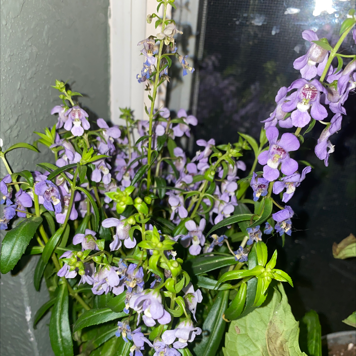 Angelonia plant photo by @Averi named angel👼 on Greg, the plant care app.