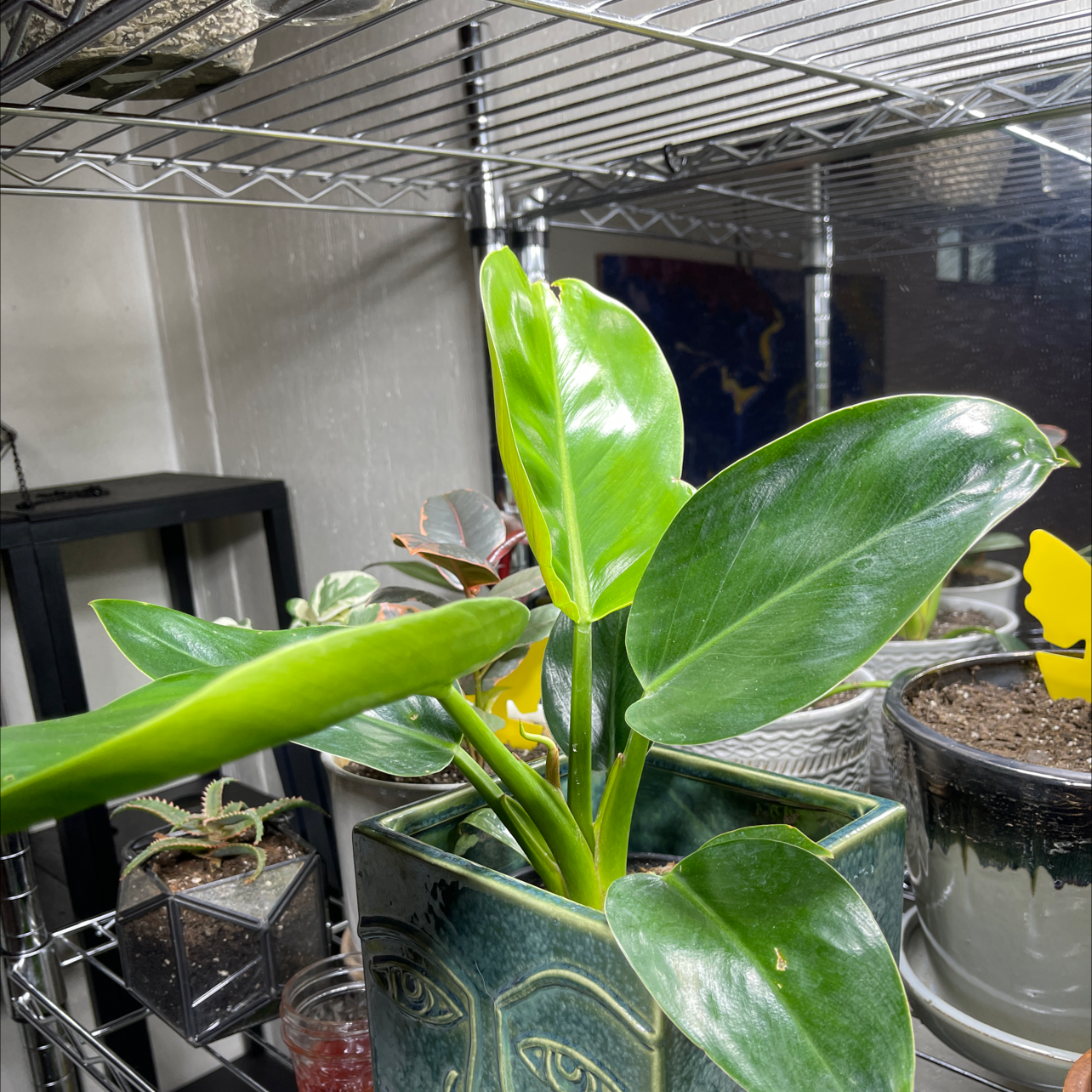 Philodendron 'Imperial Green' plant in a decorative pot with vibrant green leaves.