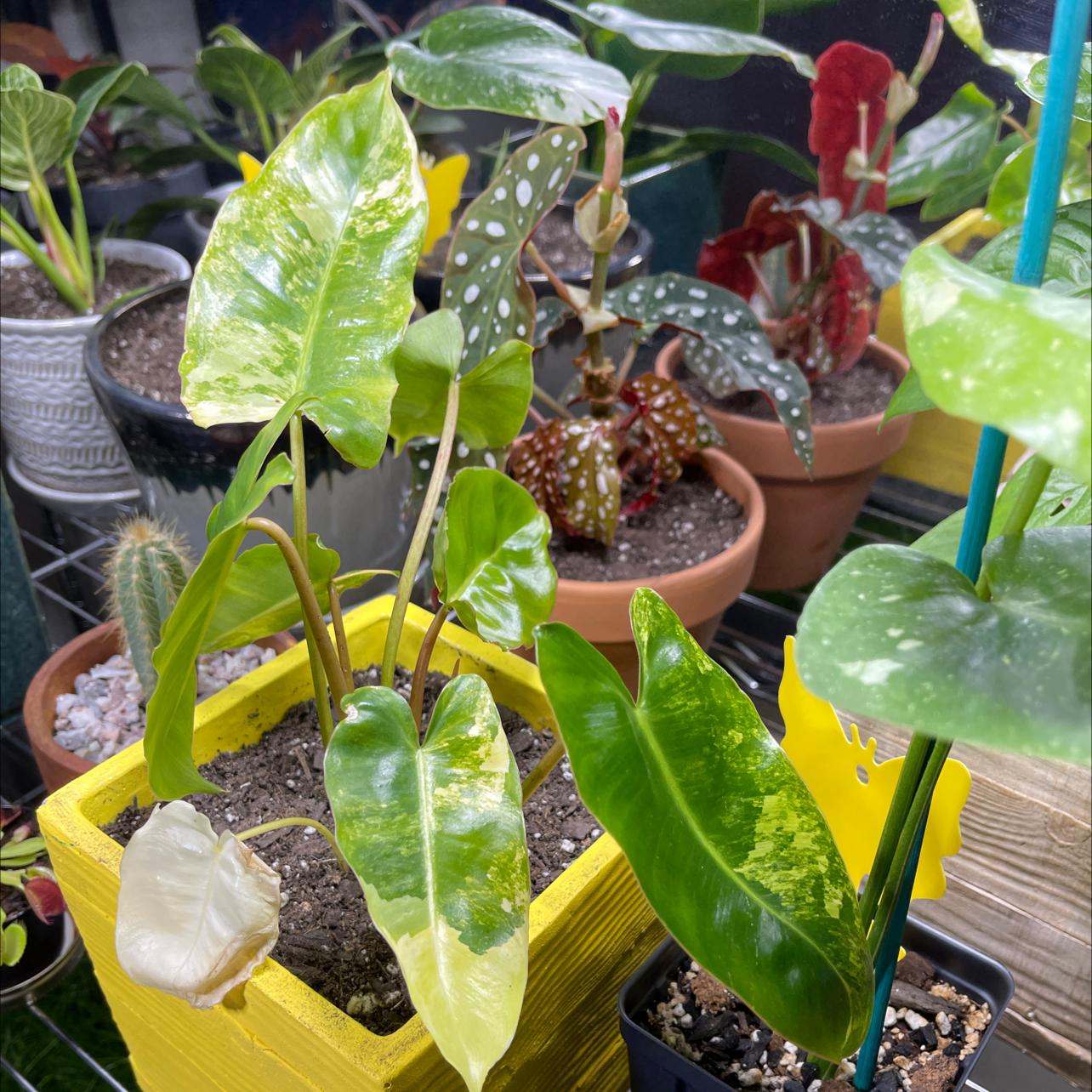 Burle Marx Variegata plant with variegated leaves in a yellow pot, showing some yellowing and browning.