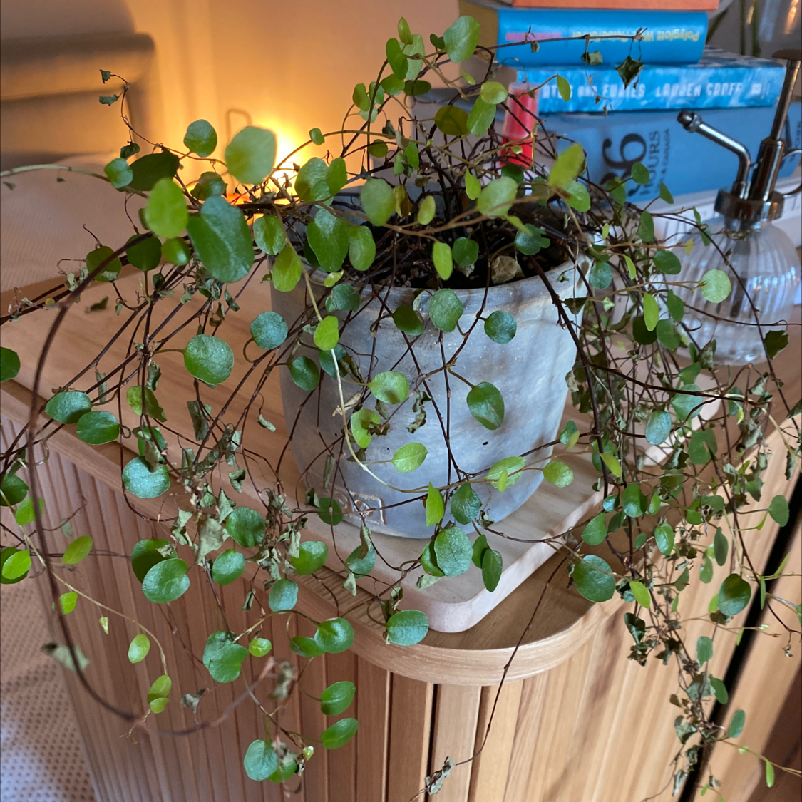 Sprawling Wirevine plant in a pot on a wooden surface with some dry branches.