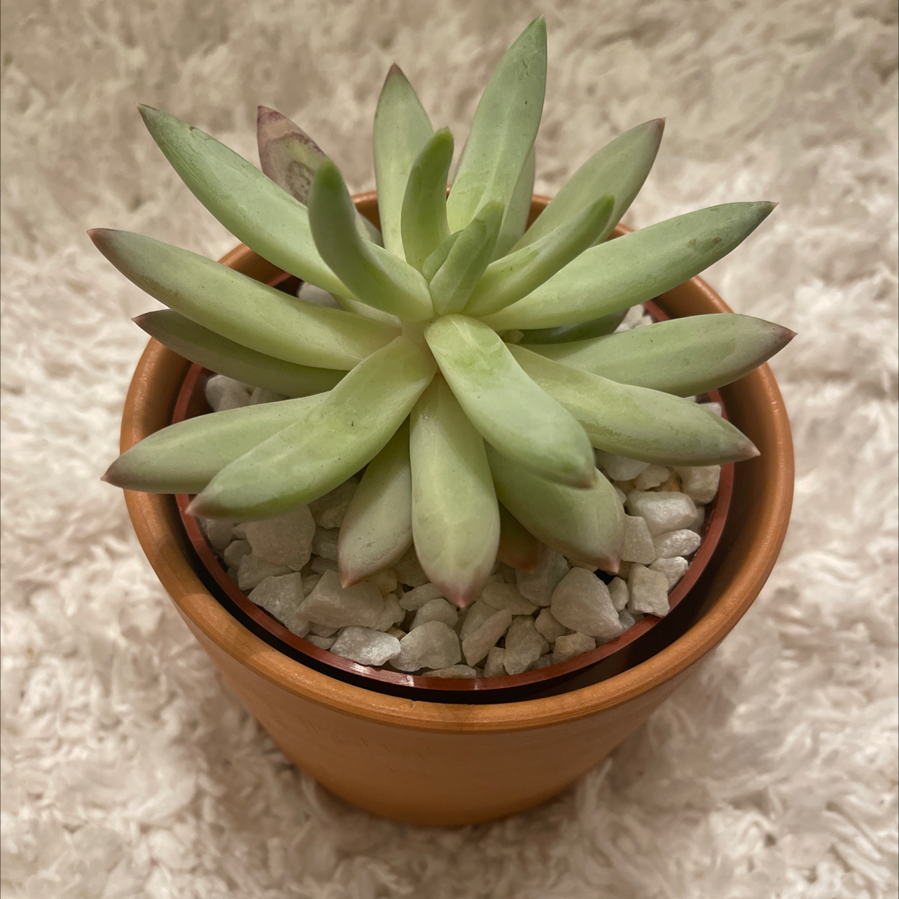 Photo of the plant species Echeveria 'Opalina' by Jennifer named Echeveria on Greg, the plant care app