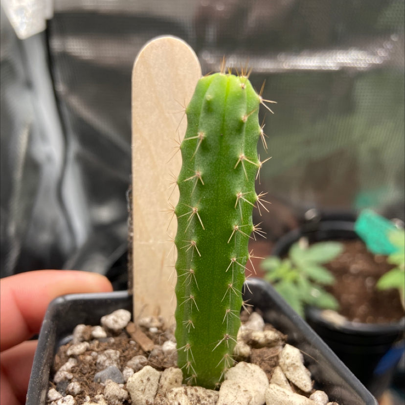 Photo of the plant species Trichocereus 'La Paz' by Saul named Bridgesii on Greg, the plant care app