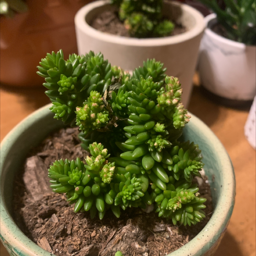 Photo of the plant species Jenny's Stonecrop by @Kiddraven named Achilles on Greg, the plant care app