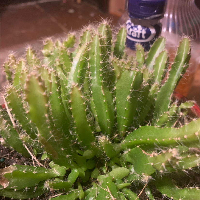 Lady-Finger Hedgehog Cactus with multiple green stems, visible soil, and no signs of disease.
