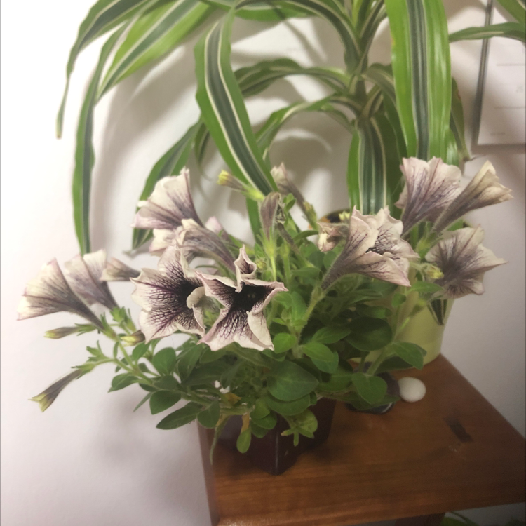 Photo of the plant species Gentian by Jennifer named Aristotle on Greg, the plant care app