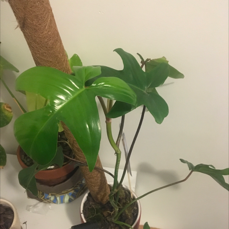 Philodendron Pedatum plant with healthy green leaves supported by a moss pole.
